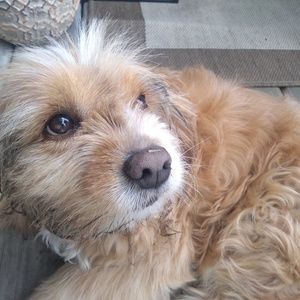 Meet your Posher, Reese